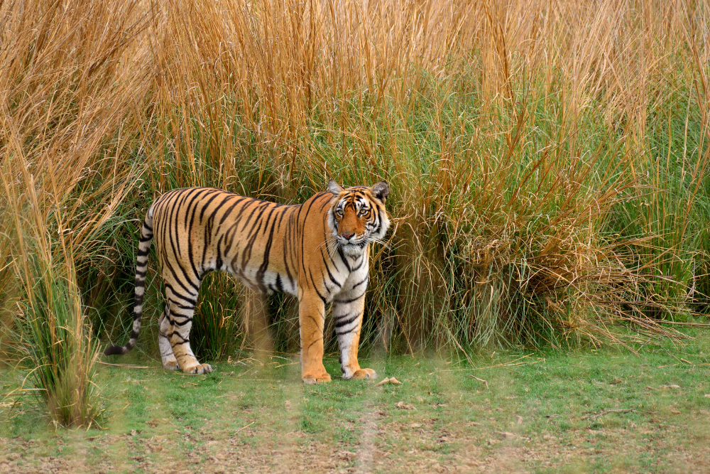 Jodhpur to Ranthambore Taxi
